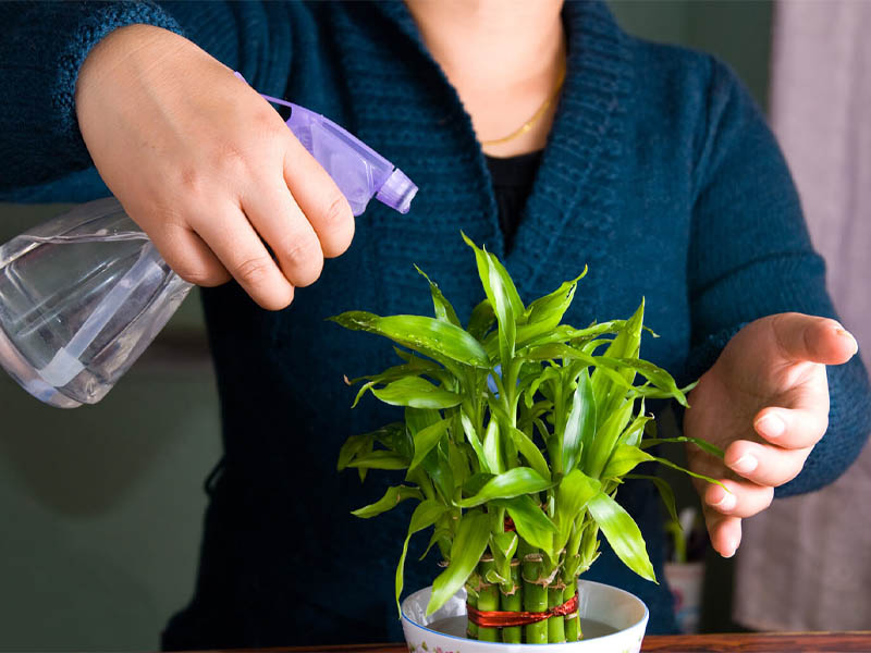 sao hóa lộc trong bộ tứ hóa