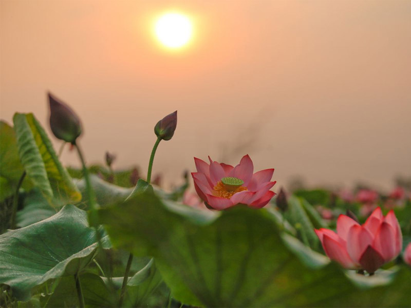 sao trường sinh trong vòng tràng sinh